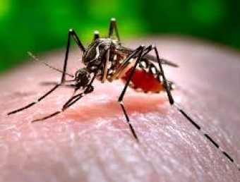 Colegio de Profesionales de la Enfermería advierte dengue podría avanzar aún más durante fin de Semana Santa