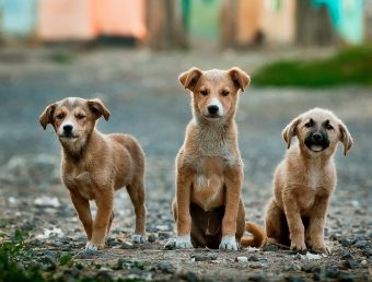 Anuncian Semana Nacional de Adopciones de animales rescatados