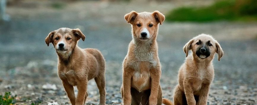 Anuncian Semana Nacional de Adopciones de animales rescatados