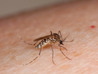 Instan a la eliminación de criaderos de mosquitos Aedes aegypti ante las recientes lluvias