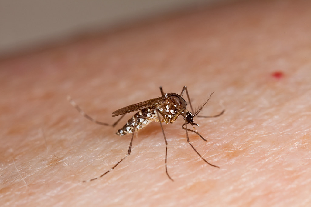 Instan a la eliminación de criaderos de mosquitos Aedes aegypti ante las recientes lluvias