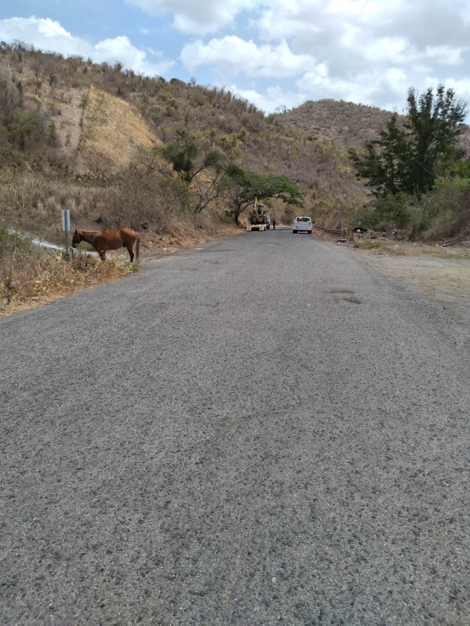 Un caballo muerto y otro herido en accidente de tránsito en Guaynabo
