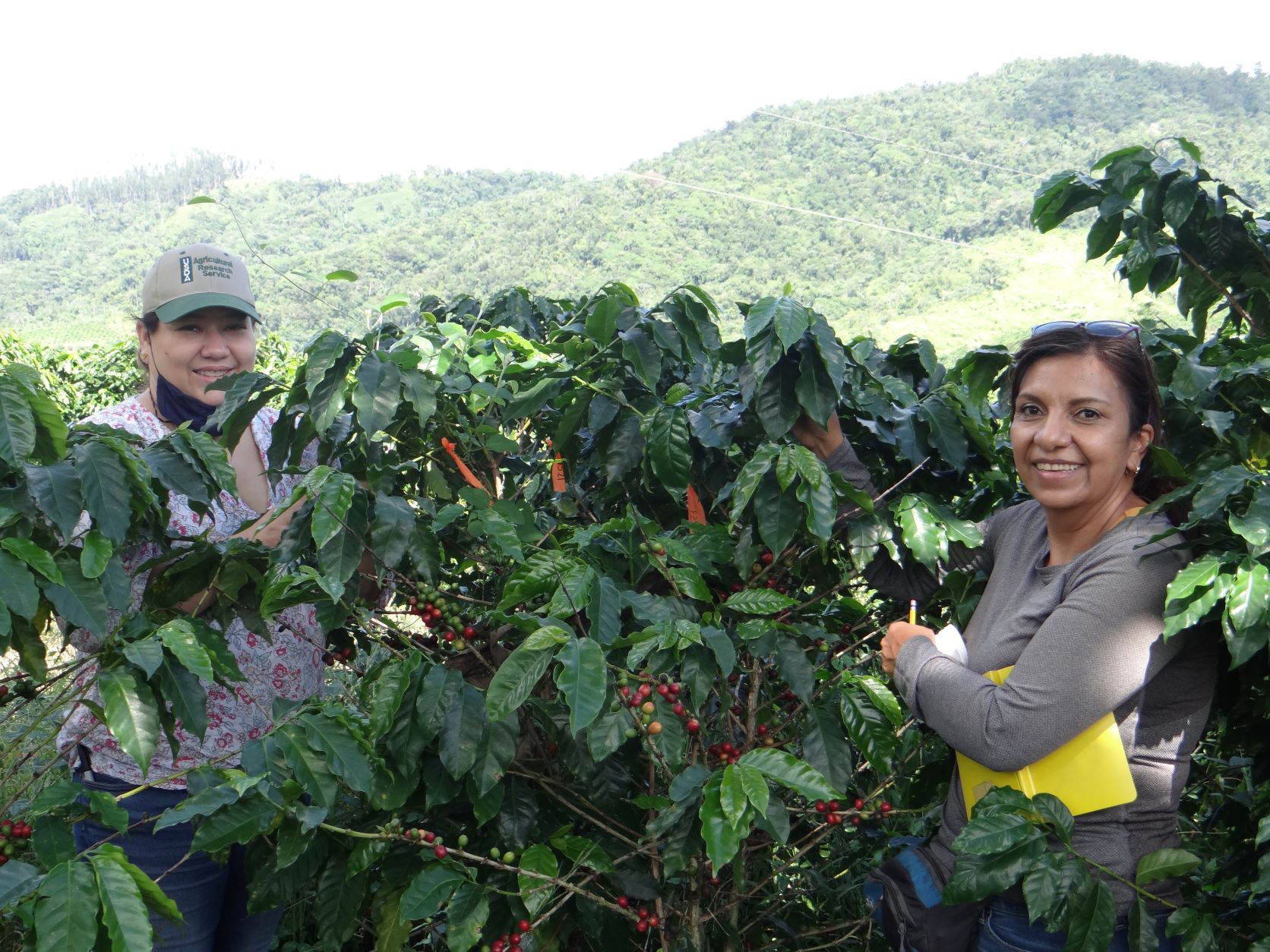 UPR, Puerto Rico y Hawái realizan investigación sobre hongo en la hoja del café