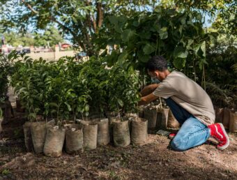 Inician proyecto para sembrar 20 mil árboles en el suroeste de Puerto Rico