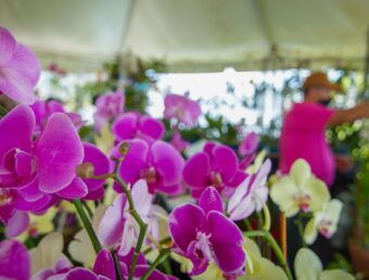 6to Festival de Orquídeas y actividad para el Regreso a Clases marcan este fin de semana en Cataño