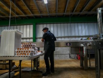 Inauguran rancho de gallinas en Salinas para fomentar huevo local