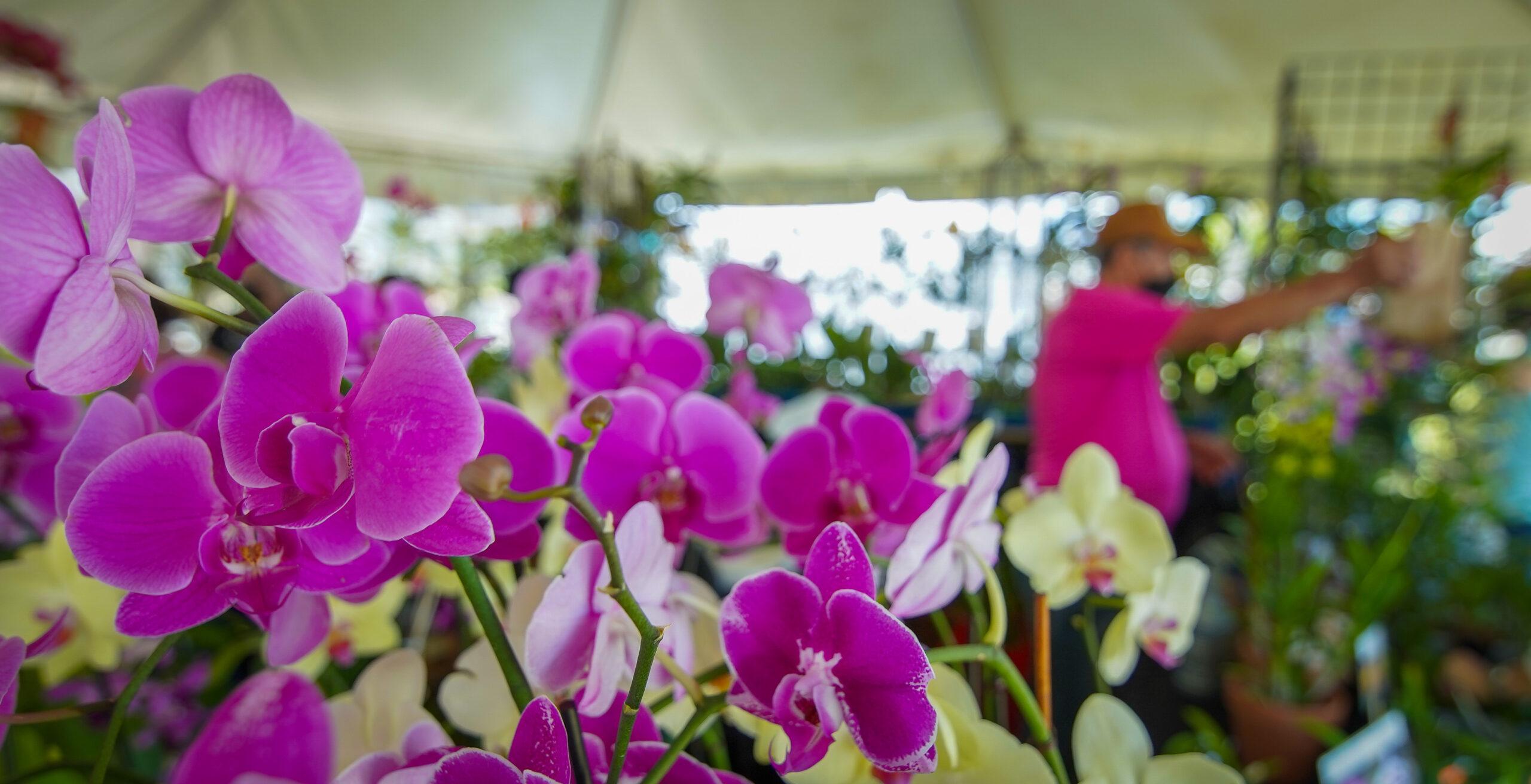 Cataño celebra el 7mo Festival de las Orquídeas este fin de semana 