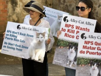 Protestan por insistencia de eliminar los gatos del VSJ